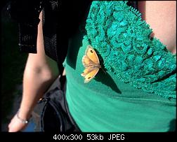 Click image for larger version. 

Name:	papillon.jpg 
Views:	1948 
Size:	52.9 KB 
ID:	313